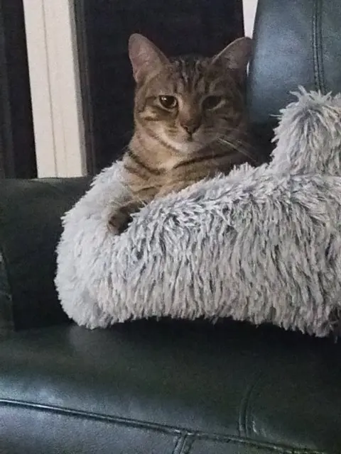 chat lost   45480 Charmont-en-Beauce Goten