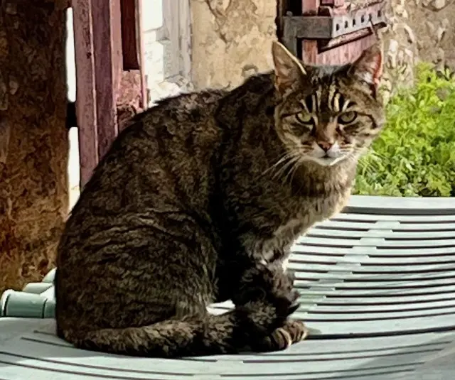 chat lost   45160 Olivet Gribouille