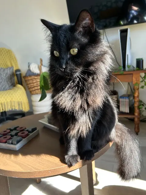 chat lost   45130 Saint-Ay Griffon (Mimine)