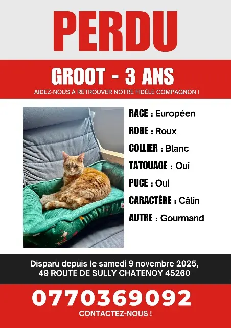 kat lost   45260 Châtenoy Groot