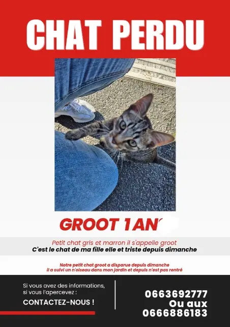 chat lost   45270 Bellegarde Groot