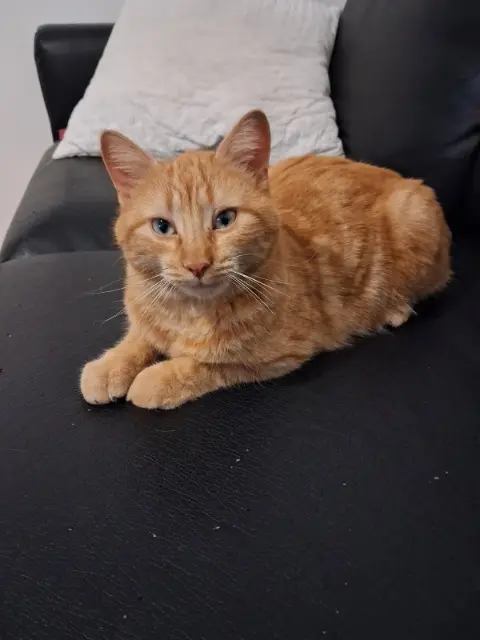 chat lost   45740 Lailly-en-Val Guilou