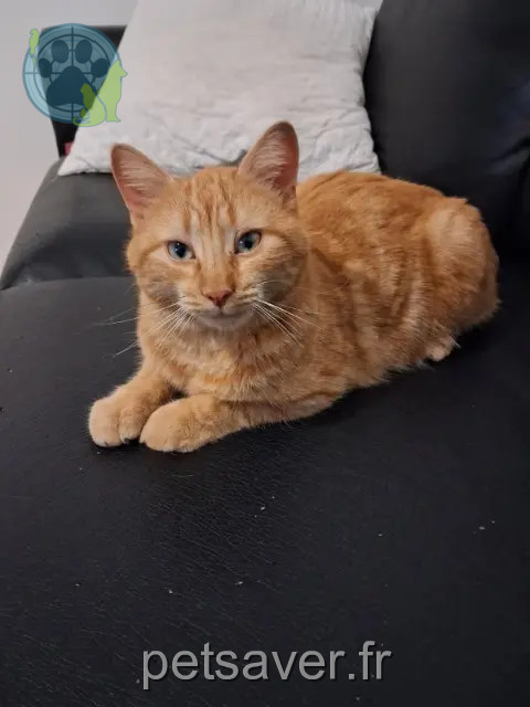 gato perdido 45740 Lailly-en-Val Guilou gato lost 45740 Lailly-en-Val Guilou