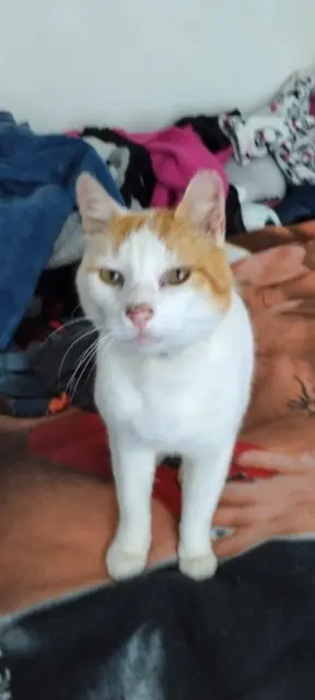 chat lost   45490 Sceaux-du-Gâtinais Guizmo