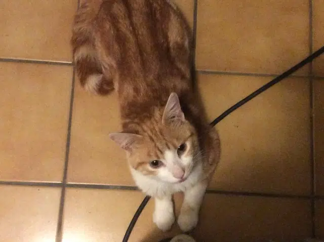 chat lost   45200 Montargis Guizmo