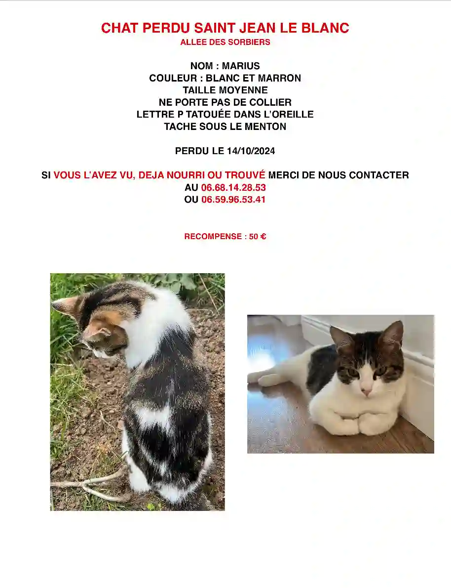 Chat Perdu 45 Loiret Chat Perdu 45 Loiret