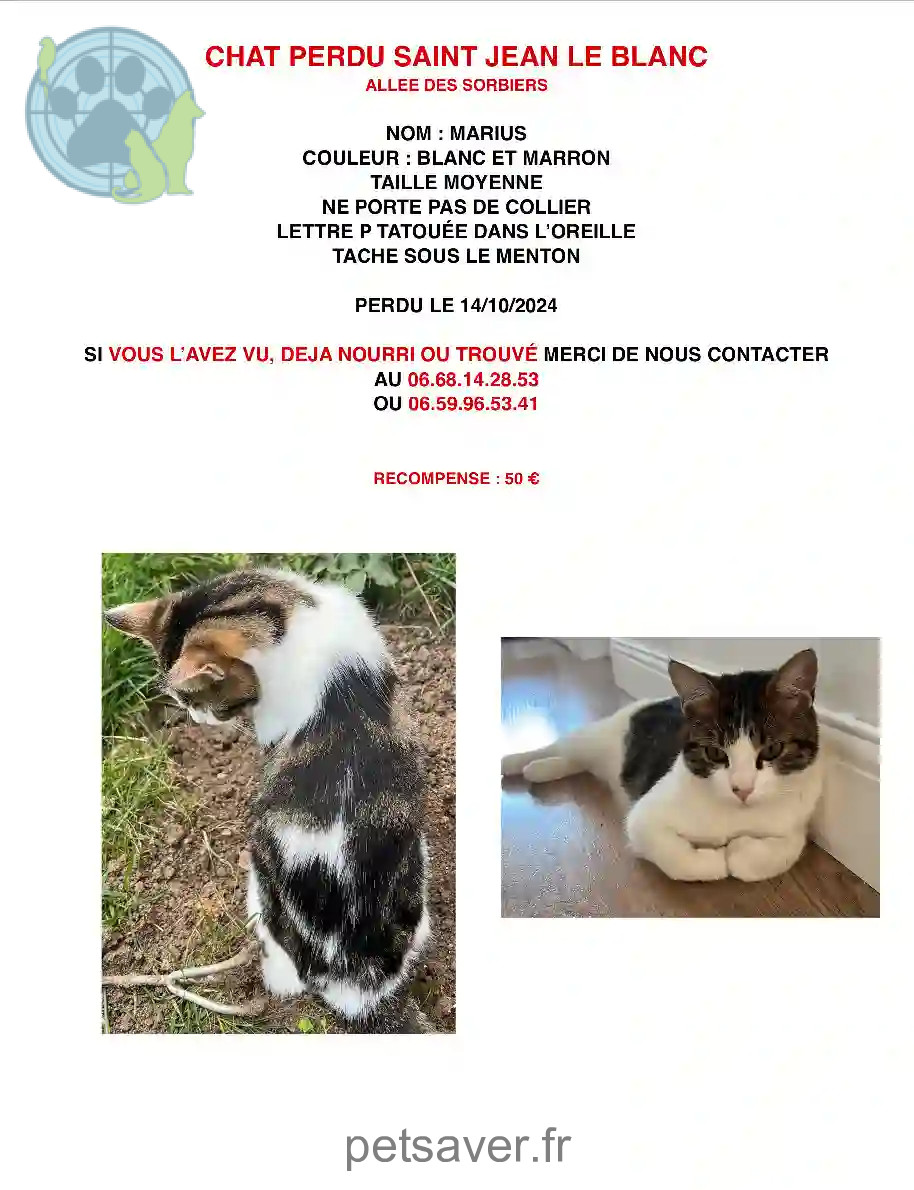 Chat Perdu 45 Loiret Chat Perdu 45 Loiret
