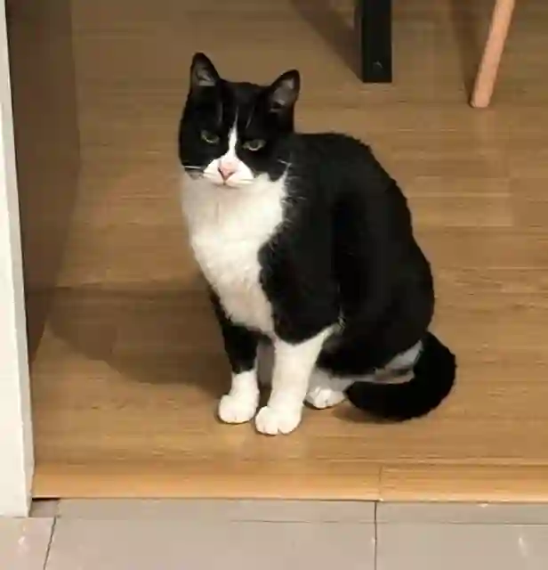 Chat Perdu 45 Loiret - Jackpot Chat Perdu 45 Loiret - Jackpot