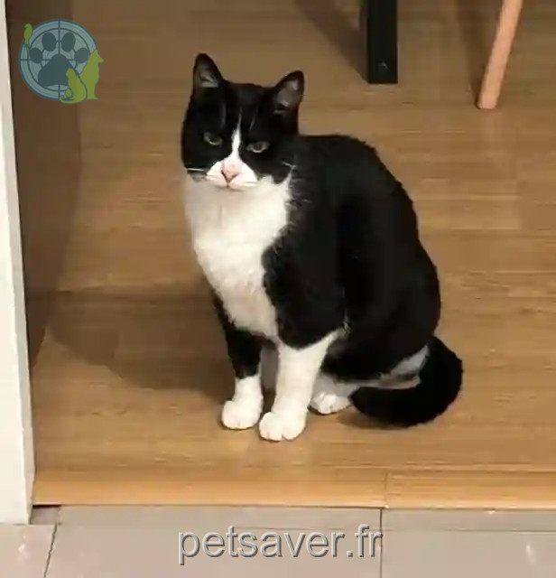 Chat Perdu 45 Loiret - Jackpot Chat Perdu 45 Loiret - Jackpot