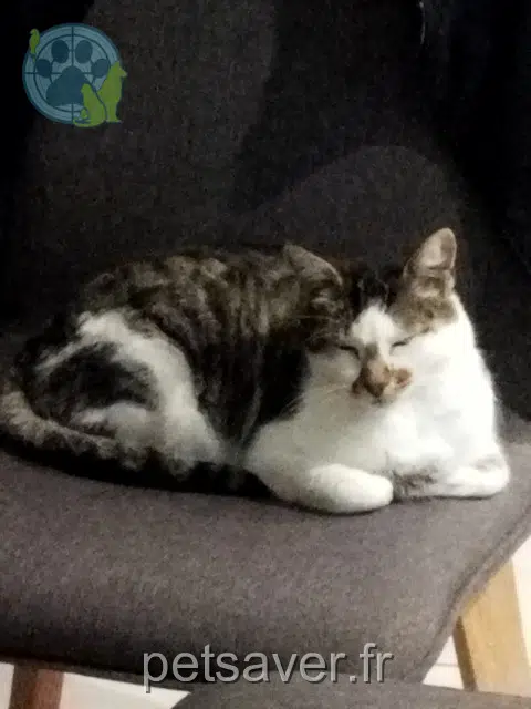chat lost   45360 Châtillon-sur-Loire Kiwi