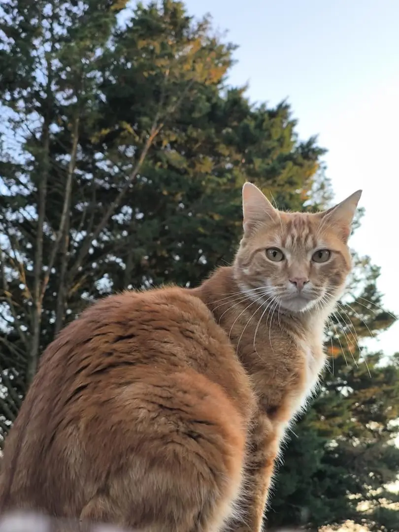 Chat Perdu 45 Loiret - Koby