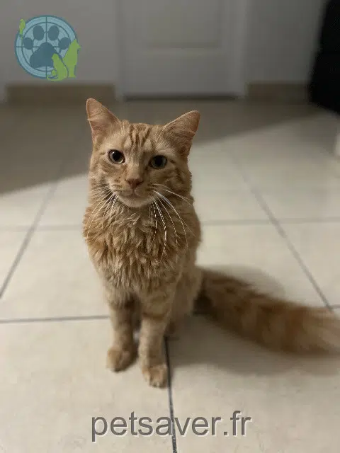 gato perdido 45390 Puiseaux Kyûbi gato lost 45390 Puiseaux Kyûbi