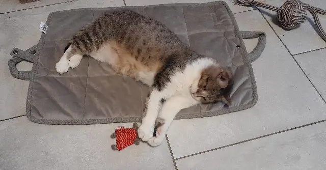 chat lost   45330 Le Malesherbois Bubu