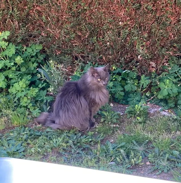 chat lost   45240 La Ferté-Saint-Aubin Loukoum