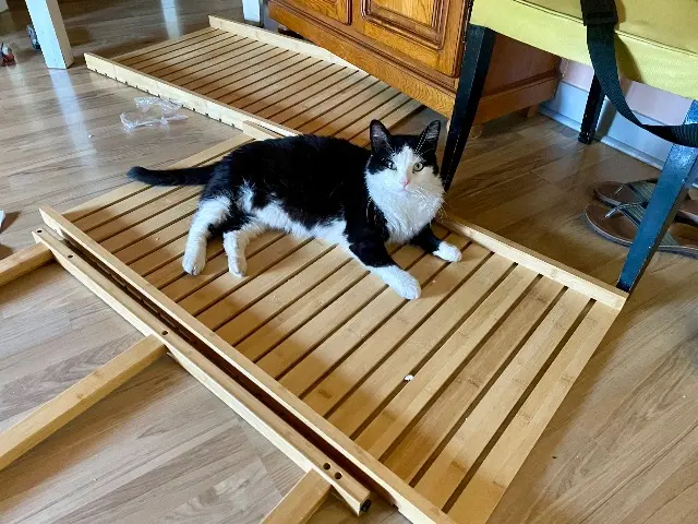 chat lost   45700 Villemandeur Loulou