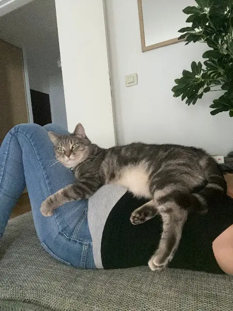 chat lost   45220 Triguères Léo