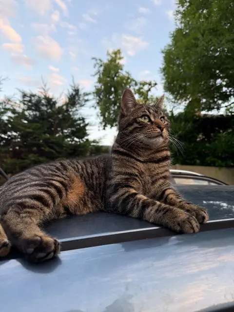 chat lost   45650 Saint-Jean-le-Blanc Marcel