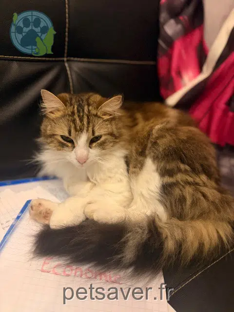 kater lost   45130 Huisseau-sur-Mauves Marley