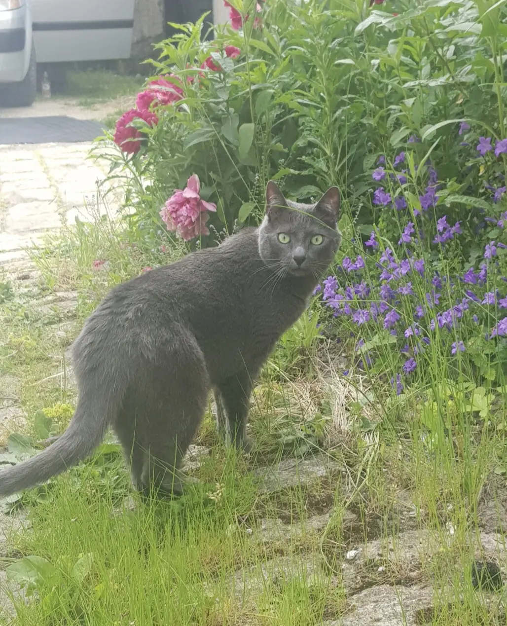 chat lost   45300 Pithiviers Merlin