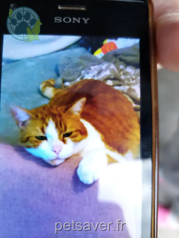 Chat Perdu 45 Loiret - Mickey Chat Perdu 45 Loiret - Mickey