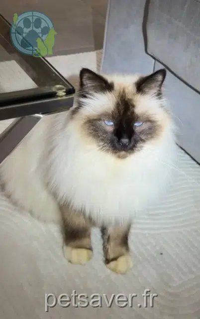 chat lost   45550 Saint-Denis-de-l'Hôtel Mignon