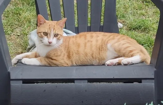 chat lost   45130 Meung-sur-Loire Milo