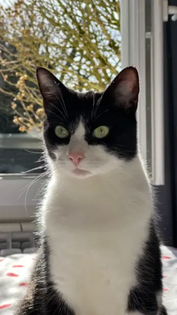 chat lost   45200 Amilly Milo