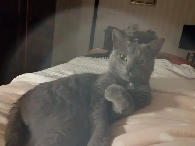 chat lost   45130 Saint-Ay Minou