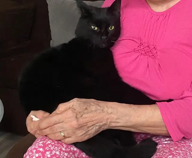 chat lost   45520 Gidy Minouche