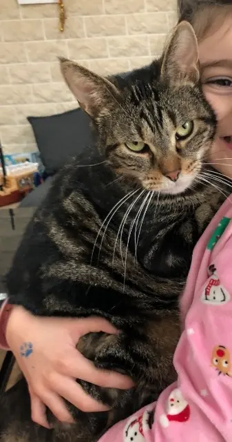 chat lost   45220 Saint-Germain-des-Prés Mooky