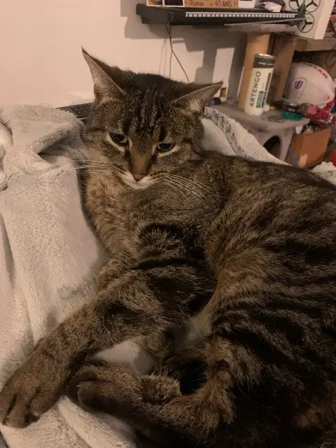chat lost   45750 Saint-Pryvé-Saint-Mesmin Moumousse