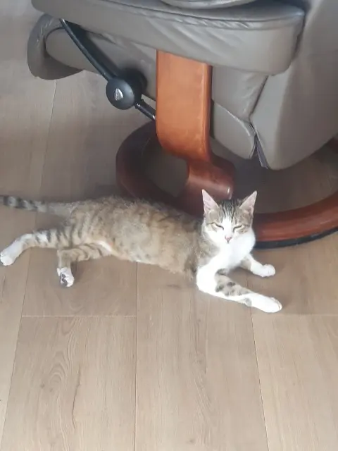 chat lost   45740 Lailly-en-Val Nala