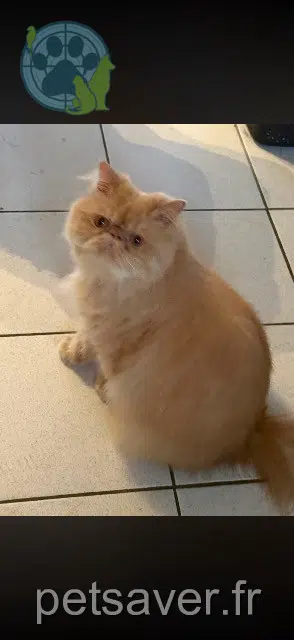 chat lost 45210 Nargis Texas