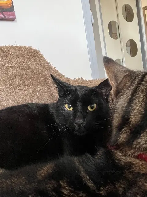 chat lost   45460 Les Bordes Netflix