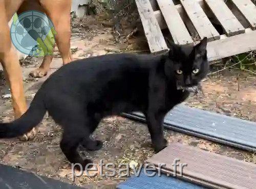 Chat Perdu 45 Loiret - Ninho Chat Perdu 45 Loiret - Ninho