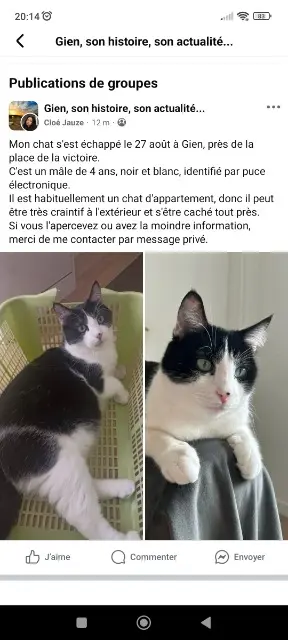 chat lost   45500 Gien Noopy