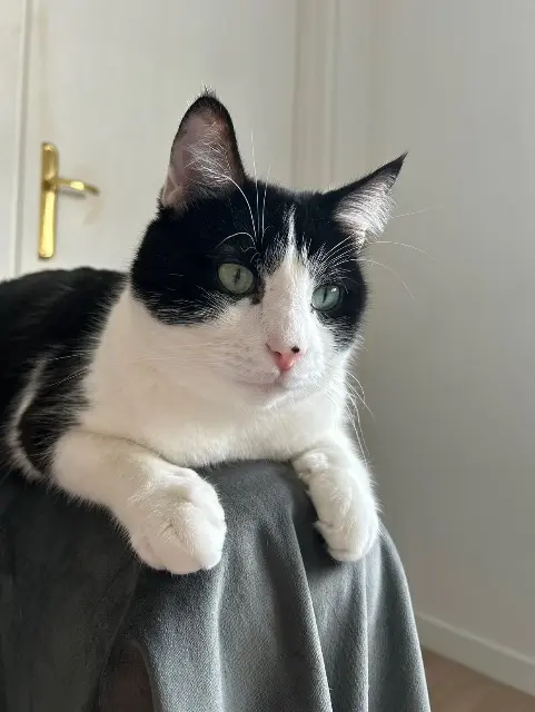 chat lost   45500 Gien Noopy