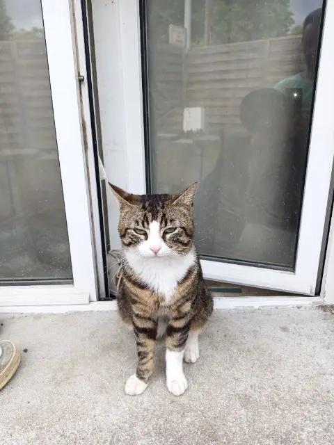 chat lost   45140 Saint-Jean-de-la-Ruelle Nuage