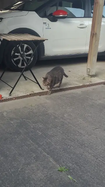 chat lost   45130 Le Bardon Onyx