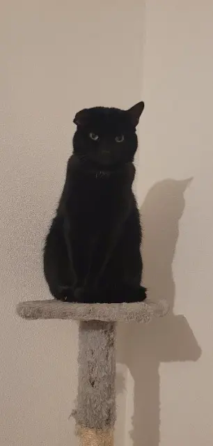 chat lost   45170 Neuville-aux-Bois Opium