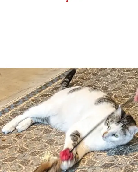 Chat Perdu 45 Loiret Orléans Chat Perdu 45 Loiret Orléans