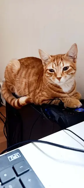 chat lost    Orléans Apollo