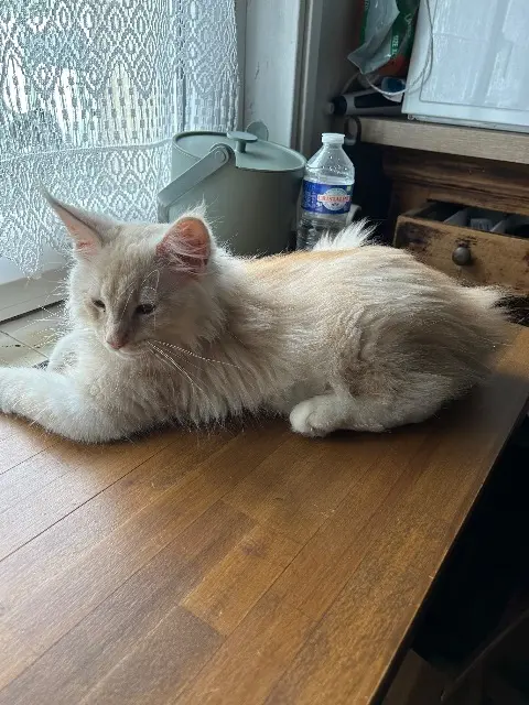 chat lost    Orléans Ayko