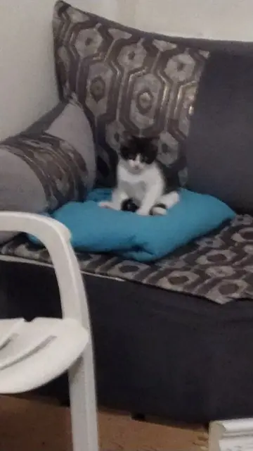 chat lost    Orléans Bandit