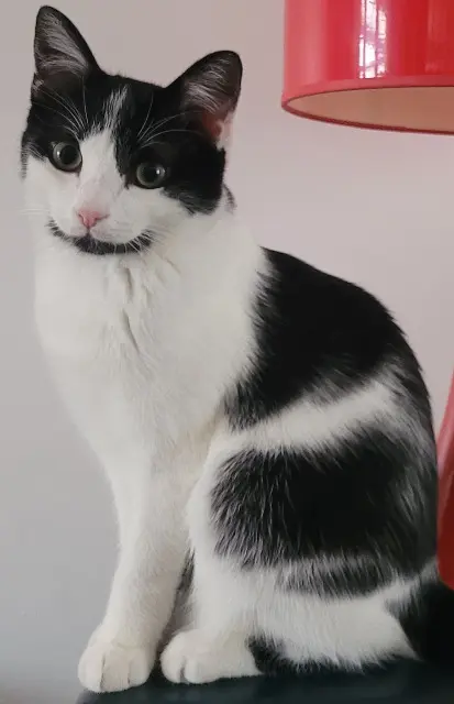 chat lost    Orléans Bibi