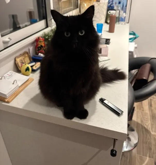 chat lost    Orléans Blacky