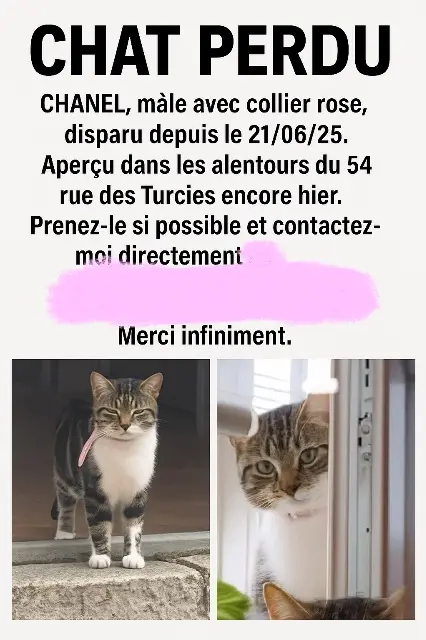 kater vermist Orléans Chanel kater lost Orléans Chanel