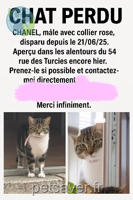 cat lost Orléans Chanel cat lost Orléans Chanel