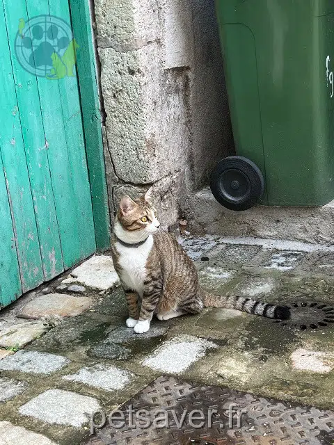 chat lost 45000 Orléans Daniel