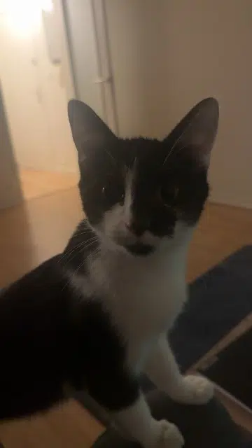 chat lost    Orléans Fefe